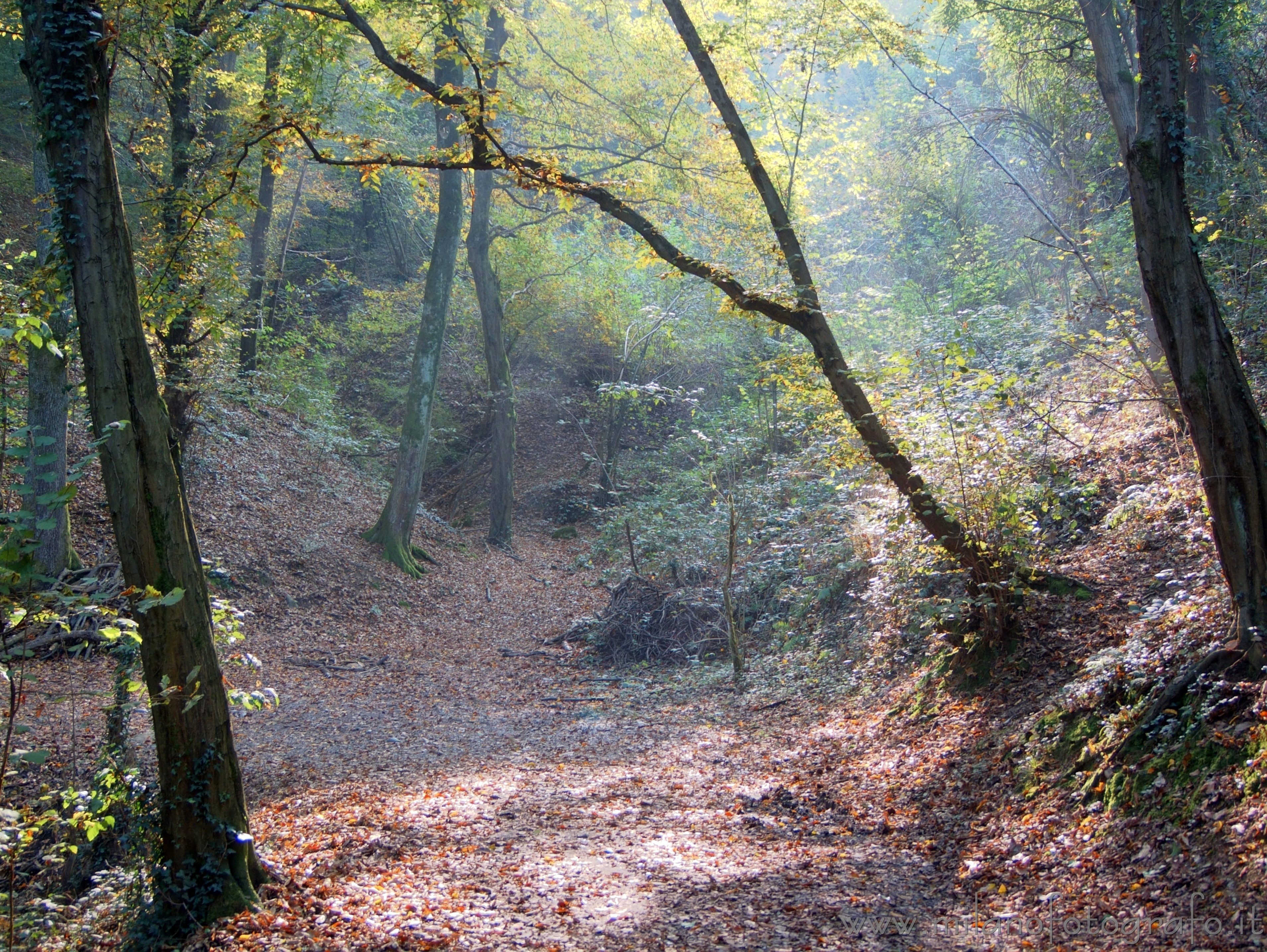 Montevecchia (Lecco) - Luci autunnali nel bosco